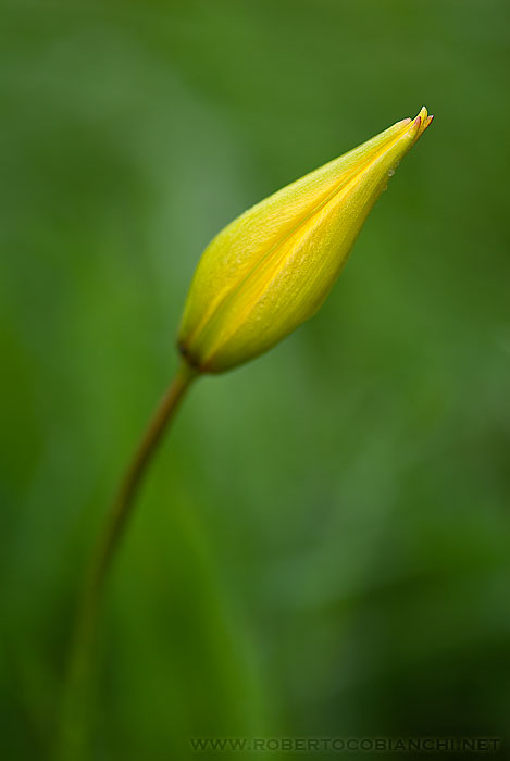 Tulipa sylvestris / Tulipano selvatico dei campi